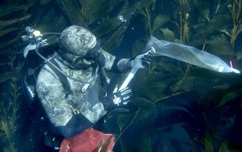 A diver collects specimens from giant kelp.